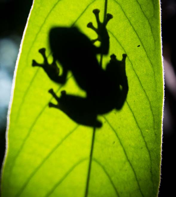 Asesoramos a la ONG Ranita de Darwin